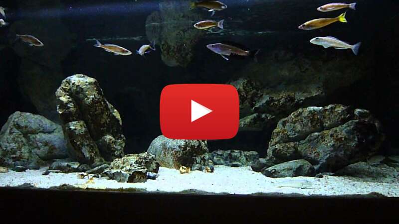 Video zre8dgIA1Aw abspielen