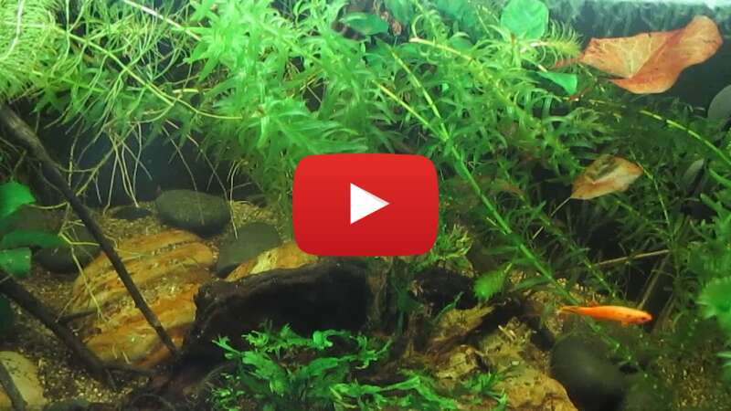 Video zsUsAO62_Fo abspielen