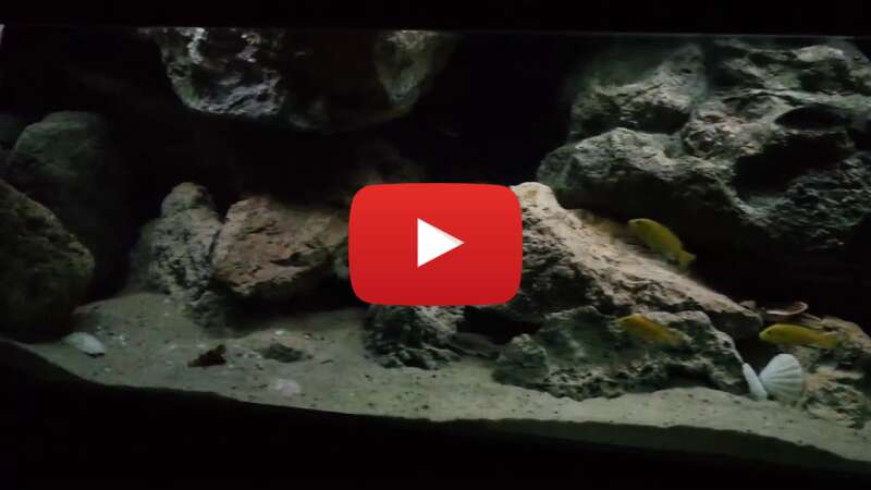 Video zuRwhXCyb54 abspielen