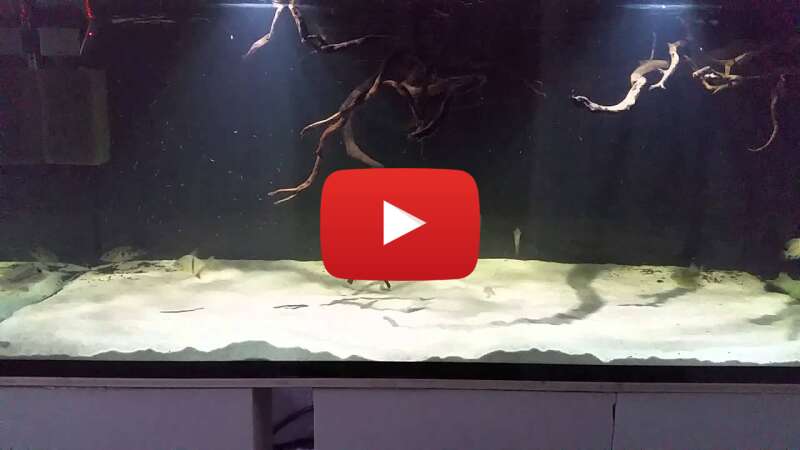 Video zyM7CQuAbc4 abspielen